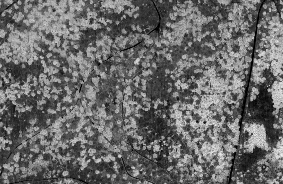 NDVI Bsp. 2